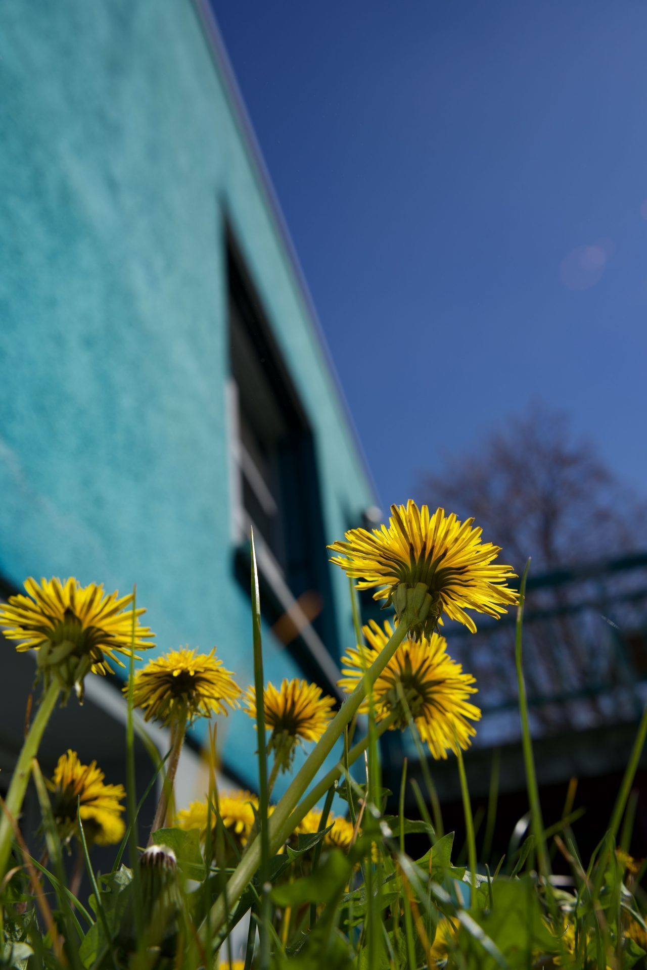 Gelbe Löwenzahnblüten im Vordergrund, vor einer türkisfarbenen Wand und klarem Himmel.