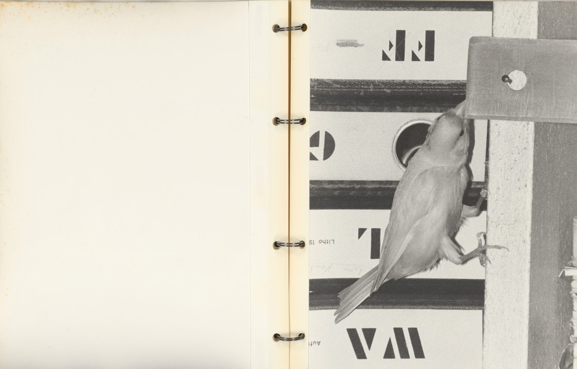 Ein Vogel untersucht ein kleines Loch in einer Wand, umgeben von einem Buchseitenlayout.
